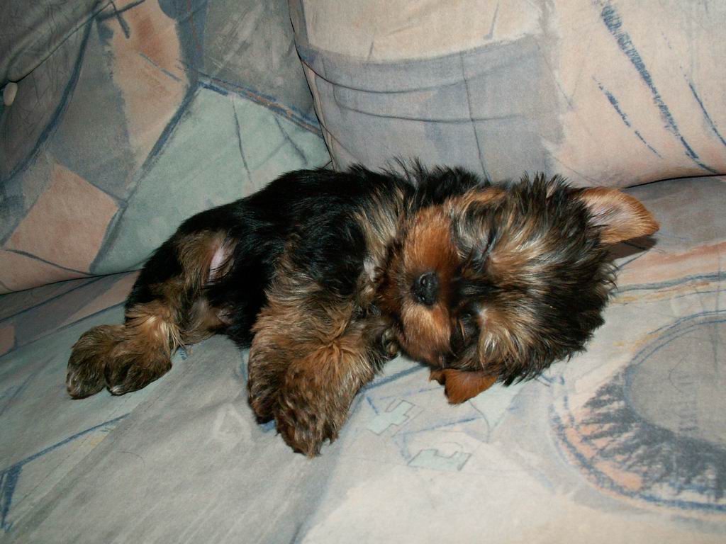 PICT00061.JPG