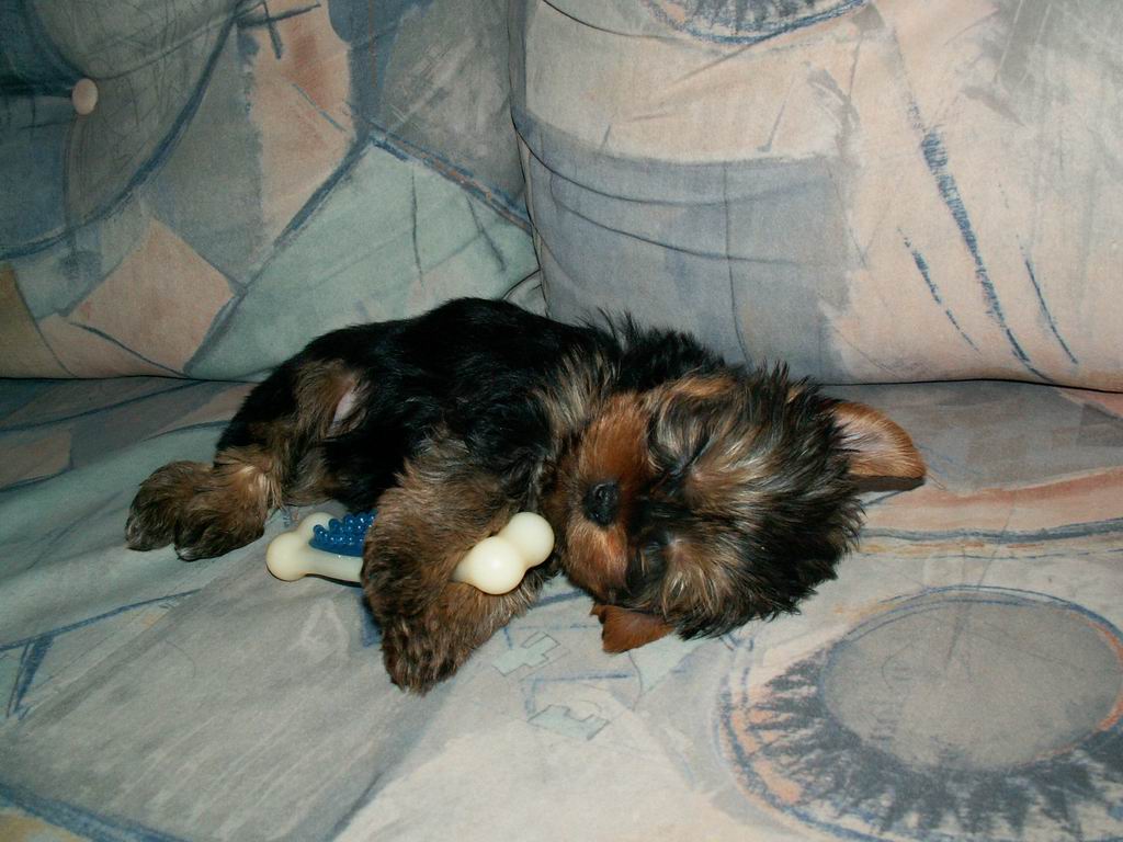 PICT00081.JPG